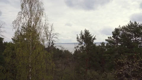 Pine forest on the shore of Lake Onega Stock Footage 158022780