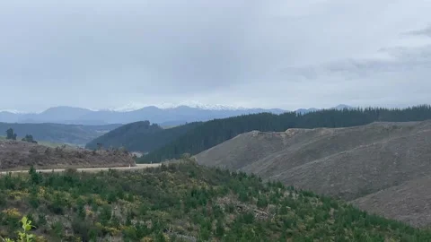 Pine forest showing newly planted and harvested areas with snow capped mountains 库存影片 198911223