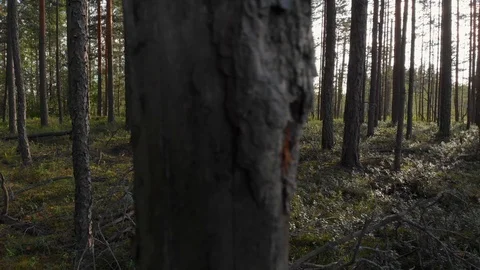 Pine forest side track shot moss and berries in foreground Stock Footage 116865954