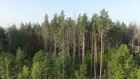 Pine forest - sideways flight Stock Footage 159484868