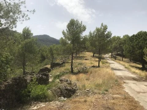 Pine forest of the Sierra de Espadan Stock Photos
