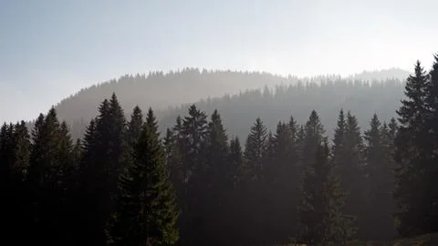 A pine forest is silhouetted. Stock Photos