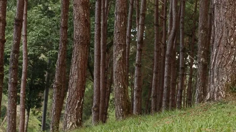 Pine forest, slider dolly movement Stock Footage 98169290