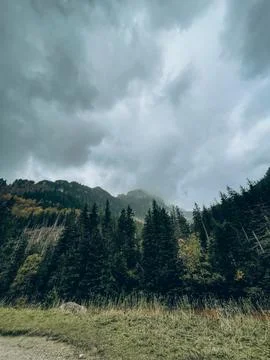 Pine Forest Slope Under Overcast Sky Stock Photos