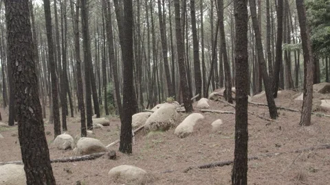 Pine forest in slow motion 50p Video stock 224333920