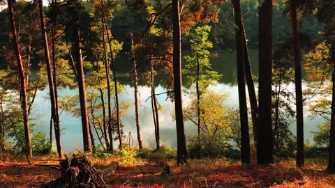 Pine Forest Slow Pan Toward Calm Lake Shore in Autumn Sunlight Video stock 347070744