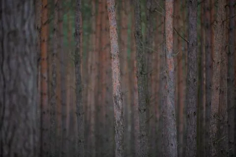 Pine forest. Small depth of field Stock Photos
