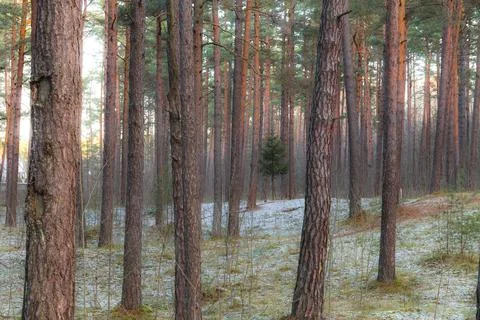 Pine forest with a small fir tree slightly covered with a snow Stock Photos