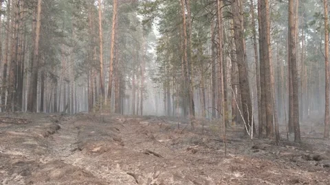 Pine forest in smoke. Consequences of landscape fire. Stock Footage 223639830