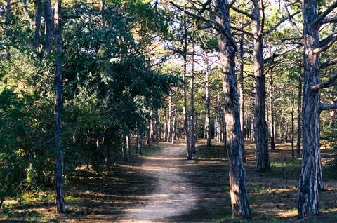 Pine forest, smooth rows of trees. Stock Photos
