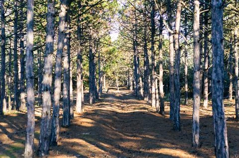 Pine forest, smooth rows of trees. Stock Photos
