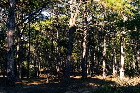 Pine forest, smooth rows of trees. Stock Photos