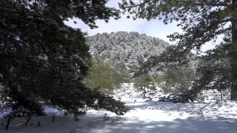 Pine forest snow covered in Sicily mountains of Etna Park   Vídeos de archivo 151232802