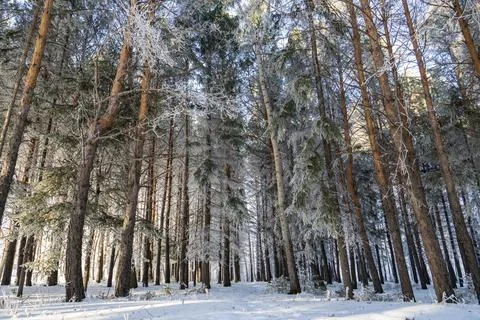 Pine forest in the snow Foto stock