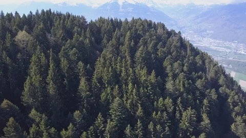 Pine Forest Snow Topped Mountain Reveal Видео 120622267