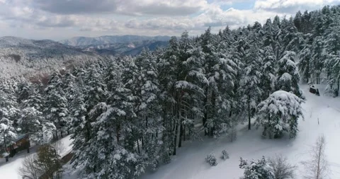 Pine forest, with snow on trees, in a beautiful winter day. First part. Stock Footage 158012199
