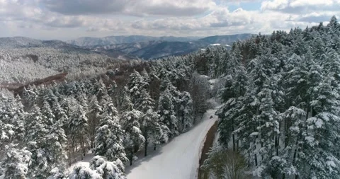 Pine forest, with snow on trees, in a beautiful winter day. Second part. Stock Footage 158012290