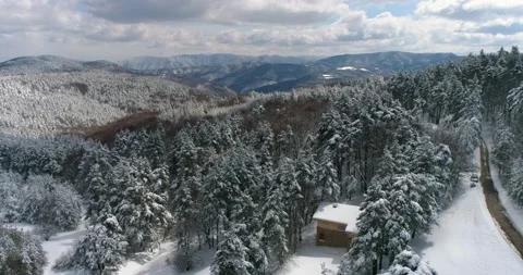 Pine forest, with snow on trees, in a beautiful winter day. Third part. Stockbeeldmateriaal 158012385