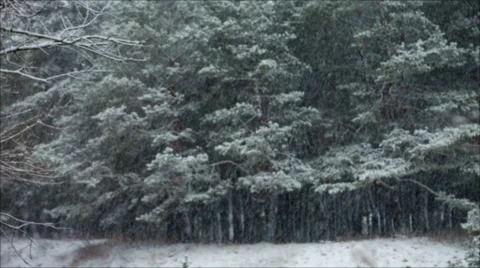 Pine Forest In Snowfall Blured Backgroun... | Stock Video | Pond5