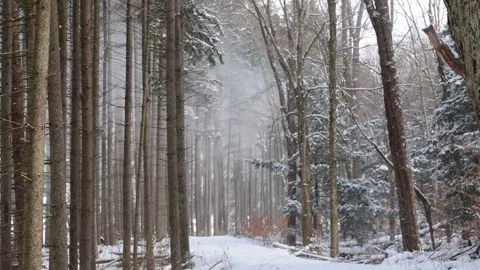 Pine forest snowing windy weather, winter hiking, hand held video. Video stock 262001990