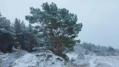Pine Forest in Snowstorm at Windy Beach, aerial view Stock Footage 166055709