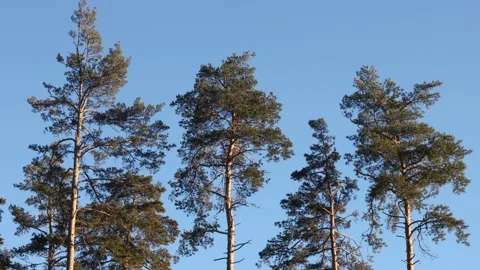 Pine forest. Sounds of forest birds. Видео 238727979