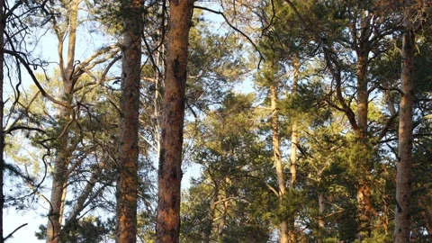 Pine forest. Sounds of forest birds. Видео 238748759