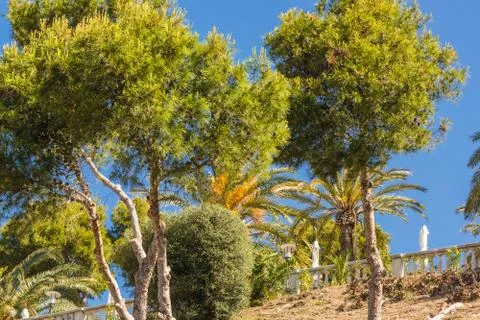 Pine forest in Spain Stock Photos