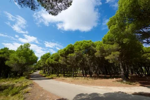 Pine forest in Spain Stock Photos