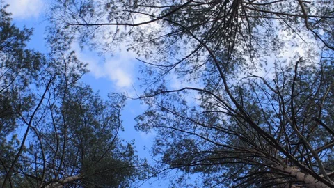 Pine forest in spring from bottom view Video stock 129075797