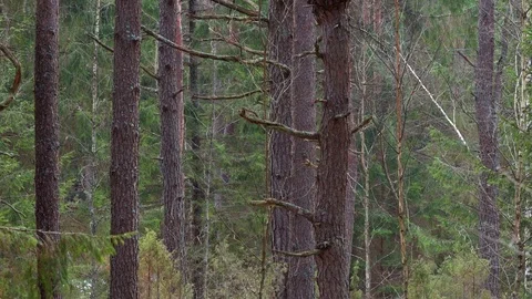 Pine forest in spring. Camera tilts to ugly sick tree Stock Footage 88488365