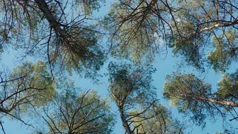 Pine forest in spring, filming tree crowns, filming from a lower angle Stock Footage 191909358