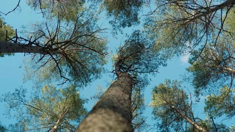 Pine forest in spring, filming tree crowns, filming from a lower angle Stock Footage 191938181