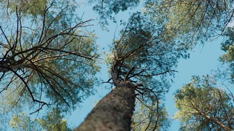 Pine forest in spring, filming tree crowns, filming from a lower angle Stock Footage 191945263