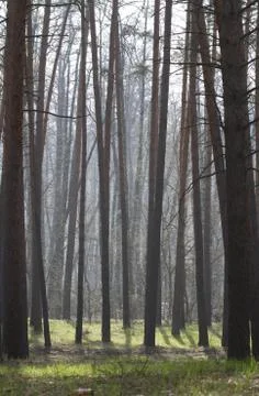 Pine forest in spring in the fog. Foto stock