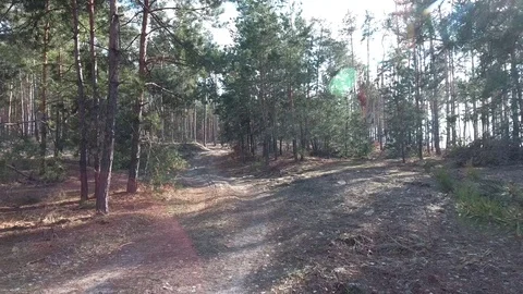 Pine forest in spring. Stock Footage 104184286