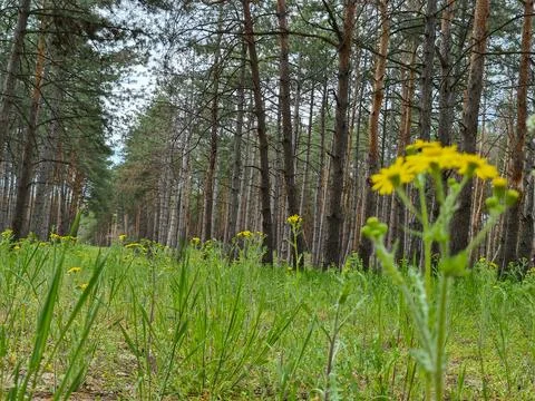 Pine forest, spring forest landscape Stock Photos
