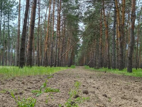 Pine forest, spring forest landscape Stock Photos