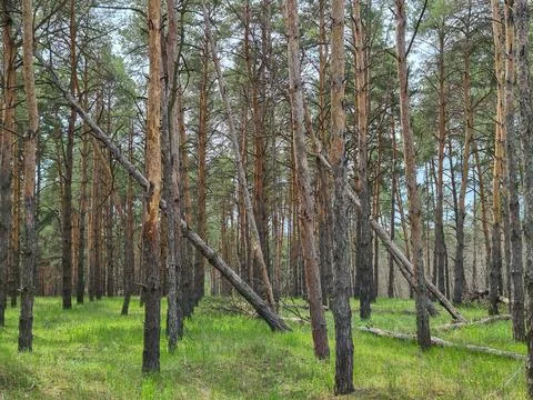 Pine forest, spring forest landscape Stock Photos