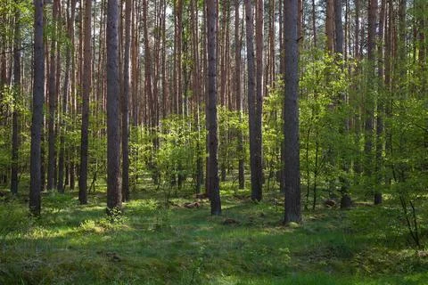 Pine forest in spring with fresh greenery Foto stock