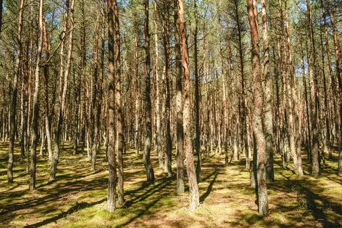 Pine forest on a spring morning Stock Photos