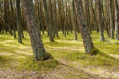 Pine forest on a spring morning Stock Photos
