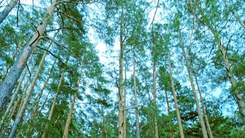 Pine forest in the spring before nightfall. Wild green coniferous forest in t Stock Footage 155250149