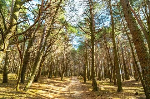 Pine forest in spring. Stock Photos