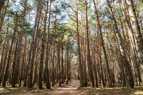 Pine forest in spring. Stock Photos