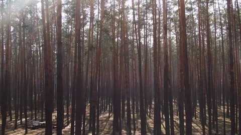 Pine forest. Spring, sun glare. aerial. close-up Stock Footage 127162999