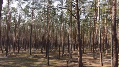 Pine forest. Spring, sun glare. aerial. Stock Footage 127163004