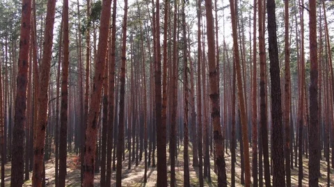 Pine forest. Spring, sun glare. aerial. close-up Stock Footage 127163063