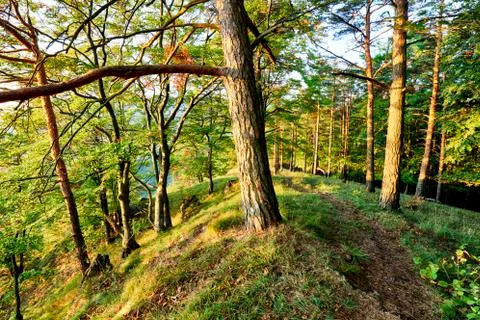 Pine forest. Spring. Sunset. Foto stock