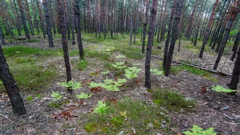 Pine forest in the spring. Walk among the trees Video stock 131744519
